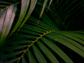 Tropical palm leaves green nature view decoration background texture.