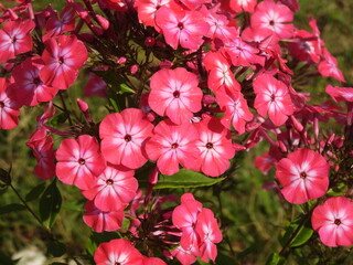 czerwone kwiaty ozdobne