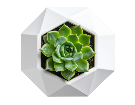  Green echeveria in modern white polygonal pot isolated on transparent background PNG