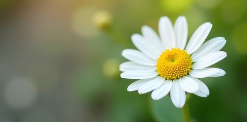 Obraz premium Delicate chamomile flower, white petals, yellow center , spring, nature, roman chamomile
