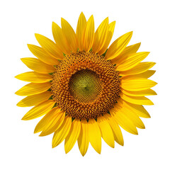 Fototapeta premium A radiant sunflower, its golden petals unfurling, isolated on transparent background