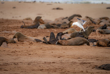 A seagull hovers above a lively colony of Cape fur seals on the sandy shores of Cape Cross Seal...