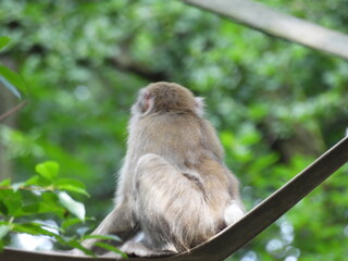 Makak japoński jako małpa występująca w Japonii