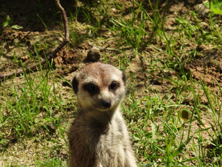 Portret Surykatki małego ssaka zamieszkującego Afrykę © Maciej
