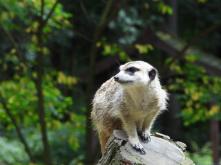 surykatka mały ssak występujący w Afryce © Maciej