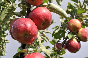 closeup of growing and ripening organic apples on a tree  branches in the orchard