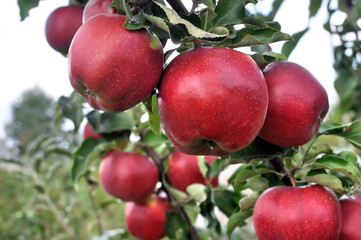closeup of growing and ripening organic apples on a tree  branches in the orchard