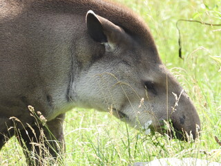Portret Tapira © Maciej