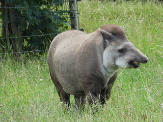 Tapir jako ssak występujący w Ameryce Południowej