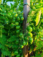 Organic healthy green tomato fruit vegetable. green tomato on branch in garden