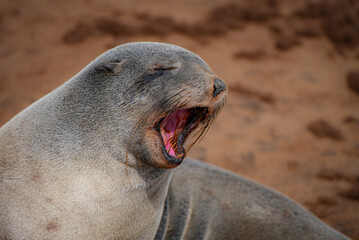 A Cape fur seal sits on sand with eyes closed and mouth wide open in a big yawn, showing pink tongue and teeth at Cape Cross, Namibia.