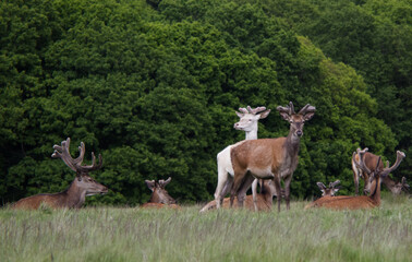 Group of Deer in Natural Woodland Habitat