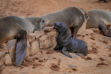 A wet Cape fur seal pup sits on sand, looking up and opening its mouth toward an adult seal resting...