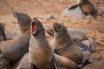 A Cape fur seal sits on sand with mouth wide open in a big yawn, while other seals rest and look around on the beach at Cape Cross, Namibia.