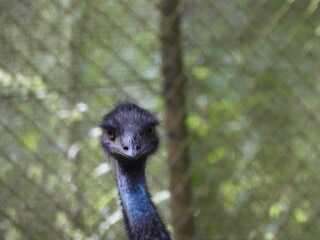 Emu duży ptak z Australii © Maciej