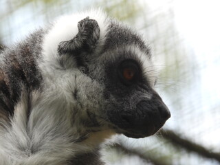 Portret Lemura © Maciej