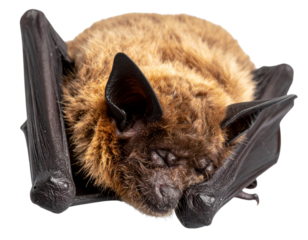Close Up of a Sleeping Bat with Folded Wings Isolated on Transparent Background PNG