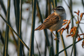 sedge warbler on the grass