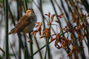 sedge warbler on the reed