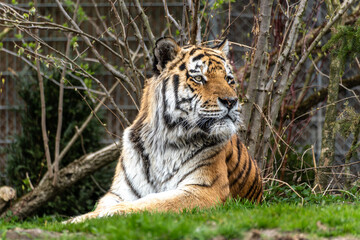 The Siberian tiger,Panthera tigris altaica in a park