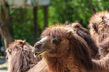 Bactrian camel, Camelus bactrianus in a german park