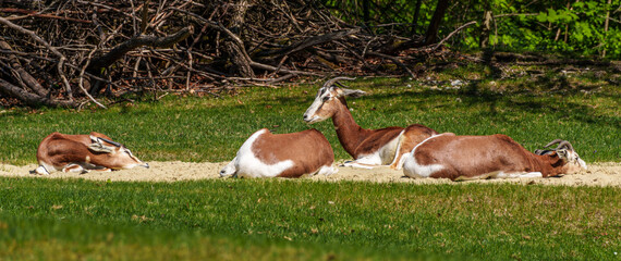 Dama gazelle, Gazella dama mhorr or mhorr gazelle is a species of gazelle