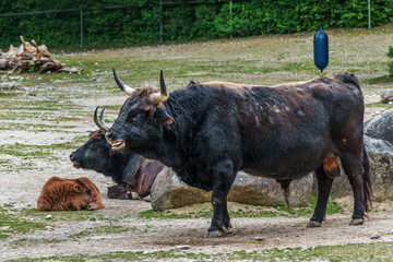 Heck cattle, Bos primigenius taurus or aurochs in a German park