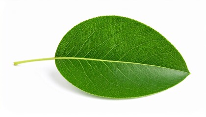 Pear leaf closeup on white .