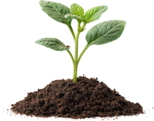 Green plant seedling showing new life and growth in rich soil hopeful beginning