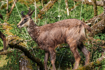 Apennine chamois, Rupicapra pyrenaica ornata, is living in Italy and Spain