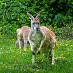 The red kangaroo, Macropus rufus is the largest of all kangaroos and the largest extant marsupial.