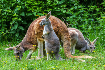 The red kangaroo, Macropus rufus is the largest of all kangaroos and the largest extant marsupial.