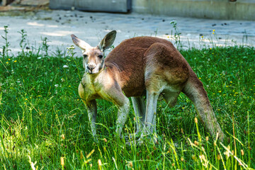 The red kangaroo, Macropus rufus is the largest of all kangaroos and the largest extant marsupial. © rudiernst