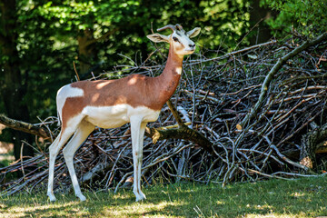 Dama gazelle, Gazella dama mhorr or mhorr gazelle is a species of gazelle