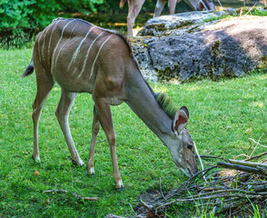 Greater kudu, Tragelaphus strepsiceros is a woodland antelope