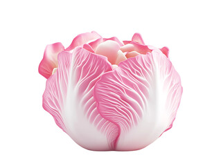 Pink Cabbage Rose A Delicate and Surreal Vegetable Still Life
