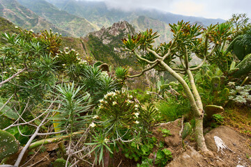 Volcanic cliffs and peaks in Anaga
