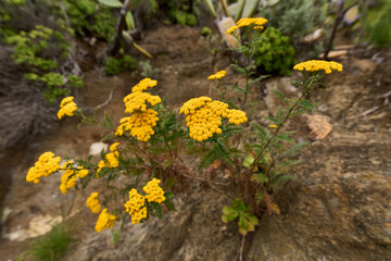 Canary broom flowering on rocky slope