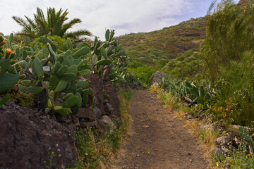 Teno hillside with palm and cactus