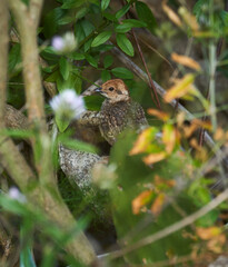 Juvenile Berthelot’s pipit in Teno shrubs