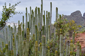 Fototapeta premium Euphorbia canariensis growing in Tenerife