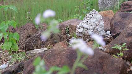 the rock in the nature