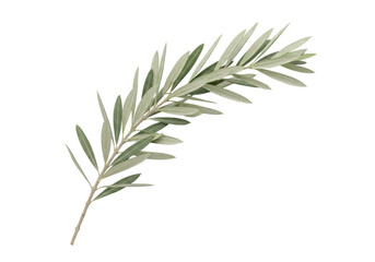 Fototapeta premium A single green olive branch with numerous leaves, elegantly displayed against a plain transparent background