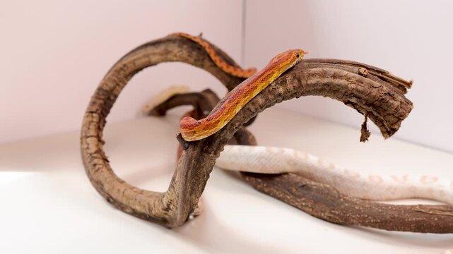 Corn Snake Slithering Through Curved Branch in Studio Light