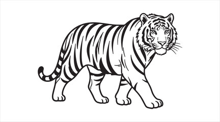 Obraz premium A white tiger with stripes walking on a plain white background