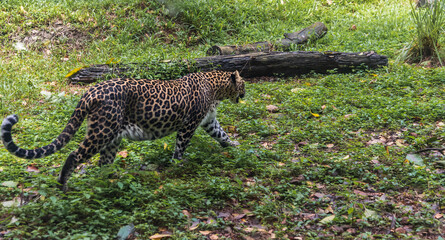 The Leopard life at their habitat. Spotted leopard walking in the forest.
