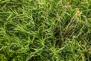 near green water grass