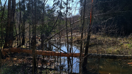 beaver's work gnawing on an aspen tree trunks. 