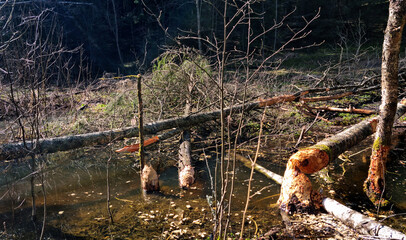 beaver's work gnawing on an aspen tree trunks. 