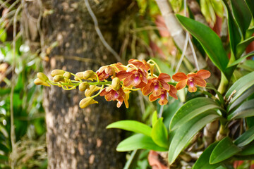 Orchid flower blooming on branch in garden and green leave background. Flower in tropical country, select and soft focus. 
